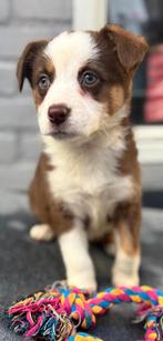 Laatste kans Australische shepherd pups ZEER MOOI!, Dieren en Toebehoren, Rabiës (hondsdolheid), 8 tot 15 weken, Collie, Meerdere