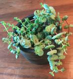 Crassula perforata, Ophalen, Bodembedekkers, Vaste plant, Halfschaduw