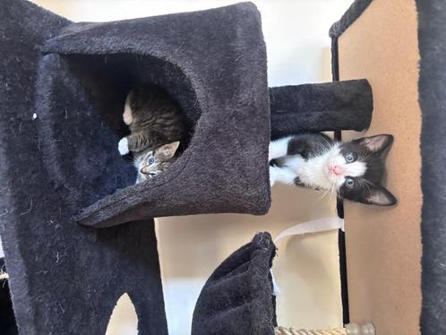 Kittens  zoeken een goed huisje, Dieren en Toebehoren, Katten en Kittens | Overige Katten, Kortharig, Meerdere dieren, 0 tot 2 jaar