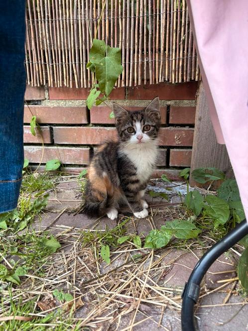 2 kittens, Dieren en Toebehoren, Katten en Kittens | Overige Katten, Kortharig, Meerdere dieren, 0 tot 2 jaar