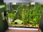 Compleet Superfish Panorama 35 LED aquarium  met vissen, Ophalen, Gebruikt, Gevuld zoetwateraquarium