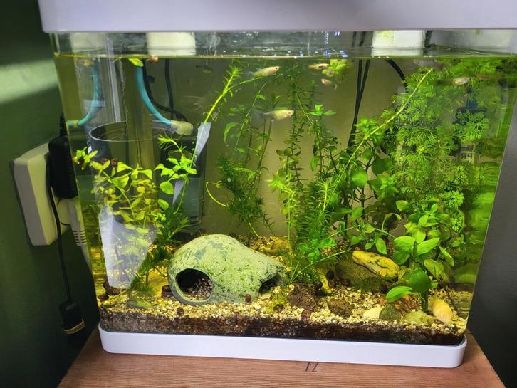 Compleet Superfish Panorama 35 LED aquarium  met vissen, Dieren en Toebehoren, Vissen | Aquaria en Toebehoren, Gebruikt, Gevuld zoetwateraquarium