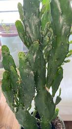 Mooi cactus uit noord Marokko (Rif), Ophalen of Verzenden, Cactus, Volle zon, Minder dan 100 cm