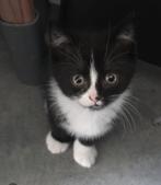 Kittens, Meerdere dieren, Ontwormd, 0 tot 2 jaar