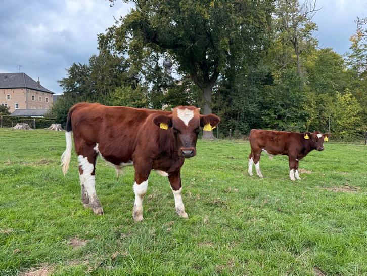 Brandrode stiertjes te koop Stamboek, Dieren en Toebehoren, Runderen, Mannelijk