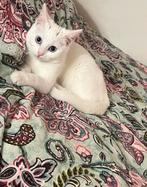 Witte kitten met blauwe ogen (Britse Korthaar × Ragdoll), Dieren en Toebehoren, Poes