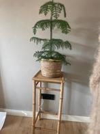 Zuil rotan / Plantentafel, Ophalen, Zo goed als nieuw