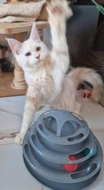 Maine Coons kittens met stamboom -laatste poesje shadedlijn, Meerdere dieren, Gechipt, 0 tot 2 jaar