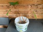 Homalomena rubescens ‘Maggy’ stek met nieuw blad, Overige soorten, In pot, Minder dan 100 cm, Groene kamerplant