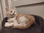 Maine Coon kitten kater, Dieren en Toebehoren, Kater, Gechipt, 0 tot 2 jaar