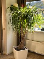 Olifantenpoot 2 meter, Huis en Inrichting, Ophalen, 200 cm of meer, Overige soorten, Halfschaduw