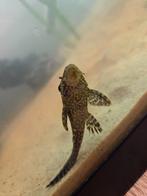 Algeneter ancitrus, Dieren en Toebehoren, Vissen | Aquariumvissen