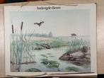 Wandplaat Bedreigde Dieren - Schoolplaat, Ophalen of Verzenden, Natuur en Biologie