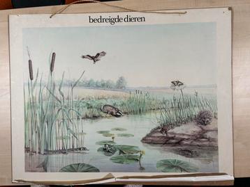 Wandplaat Bedreigde Dieren - Schoolplaat beschikbaar voor biedingen