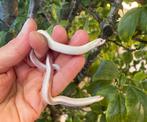 Heterodon nasicus haakneus slang SUPERYETI/SNOW SUPERCONDA, Dieren en Toebehoren, Reptielen en Amfibieën, Slang, 0 tot 2 jaar