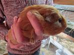 cavia, Dieren en Toebehoren, Cavia, Mannelijk, November, Tam