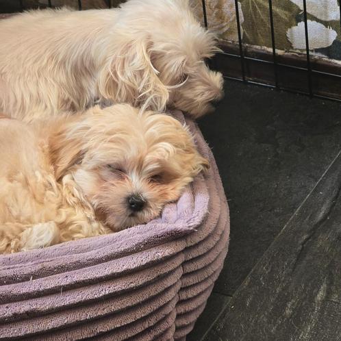 1 boomer meisje mag naar een nieuw baasje, Dieren en Toebehoren, Honden | Chihuahua's en Gezelschapshonden, Teef, Overige rassen