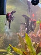 Koppel maanvissen, Dieren en Toebehoren, Vis