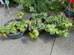 Aardbeien hangpotten 3 voor €4, Tuin en Terras, Planten | Tuinplanten, Ophalen, Zomer, Volle zon