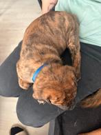7 mooi puppy’s te koop, Dieren en Toebehoren, Honden | Niet-rashonden, 8 tot 15 weken, Rabiës (hondsdolheid), Groot, Meerdere