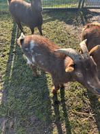 Gereserveerd, Mannelijk, Geit, 0 tot 2 jaar