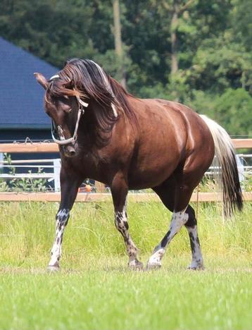 Vriendelijke bonte ruin Paint Horse kruising western beschikbaar voor biedingen