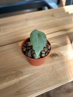 Alocasia Melo, Ophalen, Overige soorten, Minder dan 100 cm