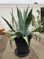 2 prachtige Agave planten, Ophalen, Bloeit niet, Overige soorten, Volle zon