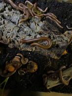 afrikaanse olijfduizendpoot, Overige soorten, Tam, 0 tot 2 jaar