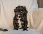 Boomer x dwerg poedel pups 1 reutjes en 1 teefje 23-10, Dieren en Toebehoren, Overige rassen, CDV (hondenziekte), 8 tot 15 weken