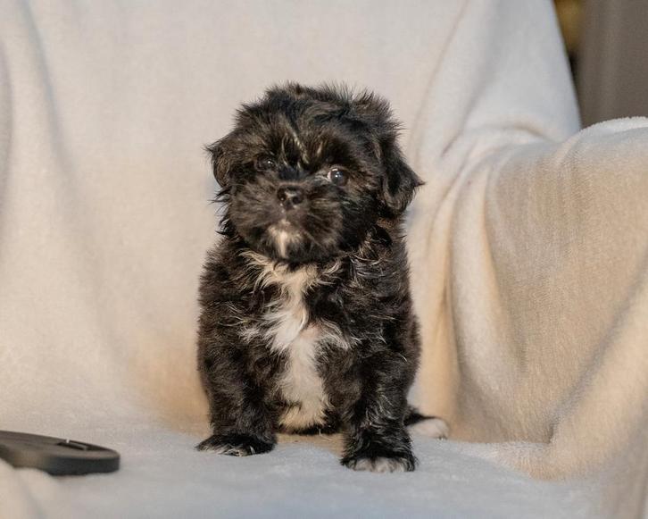 Boomer x dwerg poedel pups 1 reutjes en 1 teefje 23-10, Dieren en Toebehoren, Honden | Chihuahua's en Gezelschapshonden, Meerdere dieren