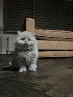 Lilac Britse Korthaar & Longhaar Kittens, Dieren en Toebehoren, Katten en Kittens | Raskatten | Korthaar, Meerdere dieren, Ontwormd