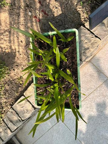 Palmboom stekken trachycarpus fortunei beschikbaar voor biedingen