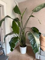 Grote kamerplant - Strelitzia Nicolai (2+ meter), Huis en Inrichting, Kamerplanten, Ophalen, 200 cm of meer, Overige soorten, Halfschaduw