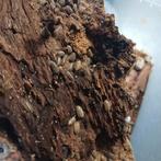 Isopods armadillidium versicolor, Overige soorten