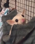 Leuke tamme sugar gliders, met of zonder kooi., Meerdere dieren