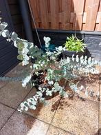 Gombomen Eucalyptus Gunnii 'Baby Blue’ ( 50-60 cm), Tuin en Terras, Planten | Tuinplanten, Vaste plant, Siergrassen, Ophalen, Bloeit niet