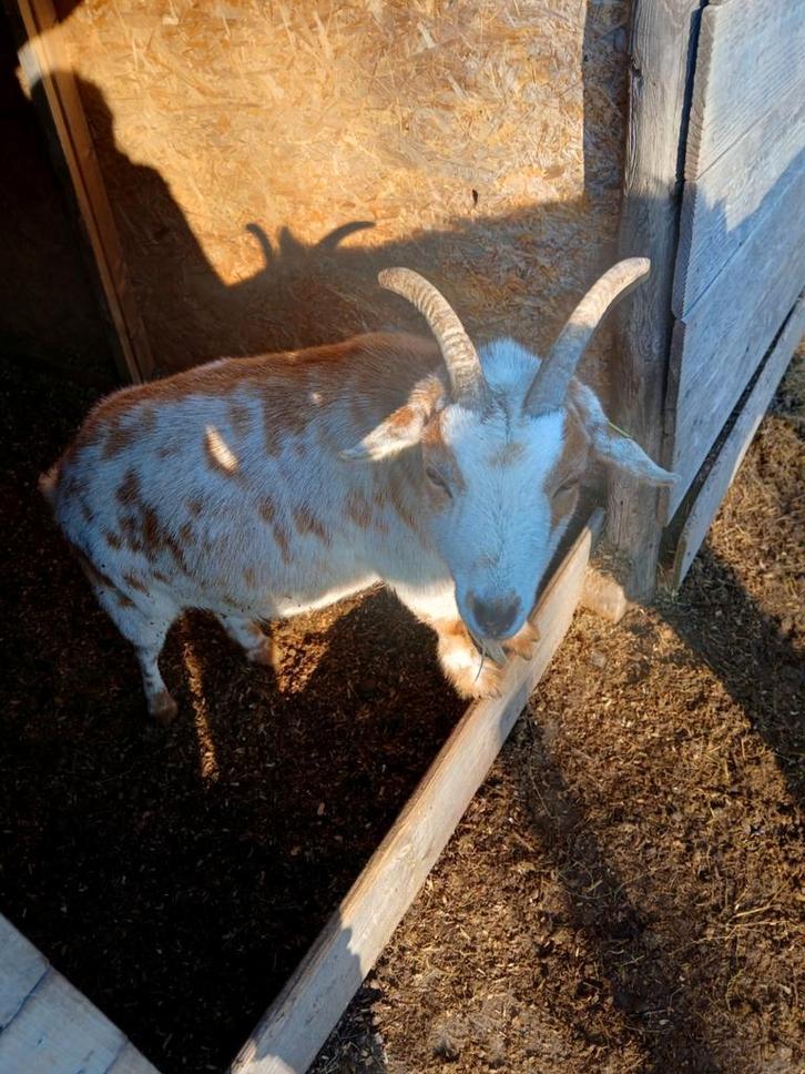Dwerggeit, Dieren en Toebehoren, Schapen, Geiten en Varkens, Geit, Vrouwelijk