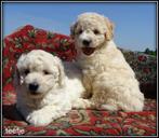 Labradoodle medium pups, Dieren en Toebehoren, Honden | Retrievers, Spaniëls en Waterhonden, Nederland, Overige rassen, 8 tot 15 weken
