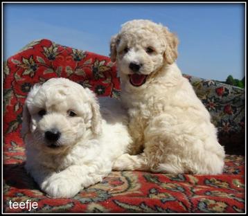 Labradoodle medium pups beschikbaar voor biedingen