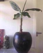 Grote bloempot handwerk terracotta vaas bio kamerplanten, Tuin en Terras, 25 tot 40 cm, Gebruikt, Rond, Ophalen of Verzenden