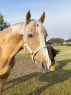Drachtige palomino merrie en draver merrie, Dieren en Toebehoren, Paarden, Merrie, Gechipt, 7 tot 10 jaar, Onbeleerd
