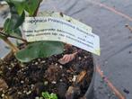 Camelia Principessa Baciocchi ca. 100 cm, Tuin en Terras, Planten | Struiken en Hagen, Ophalen of Verzenden, Overige soorten, Struik