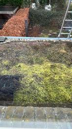 Sedum dak compleet incl drainagematten 35 m2, Ophalen, Zomer, Overige soorten, Volle zon