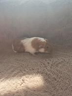 Baby cavia's, Dieren en Toebehoren, Knaagdieren, Meerdere dieren, Cavia, Na 1 juli 2024