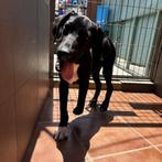 ACE: Dario zal uitgroeien tot een energieke hond!, Dieren en Toebehoren, Honden | Niet-rashonden, Particulier, Rabiës (hondsdolheid)