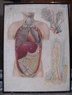 antieke medische affiche schoolplaat 19eeuws dokter, Ophalen, Geschiedenis