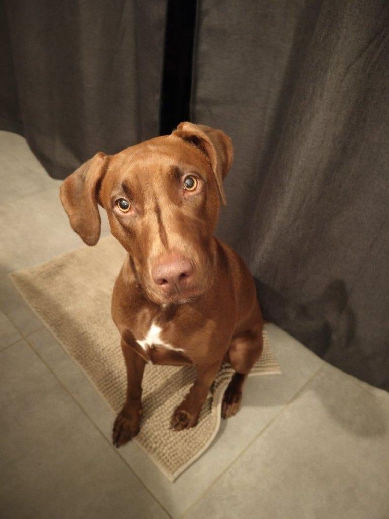 ACE: Woozles is graag buiten in de tuin, in opv in BE, Dieren en Toebehoren, Honden | Niet-rashonden, Particulier, 1 tot 2 jaar