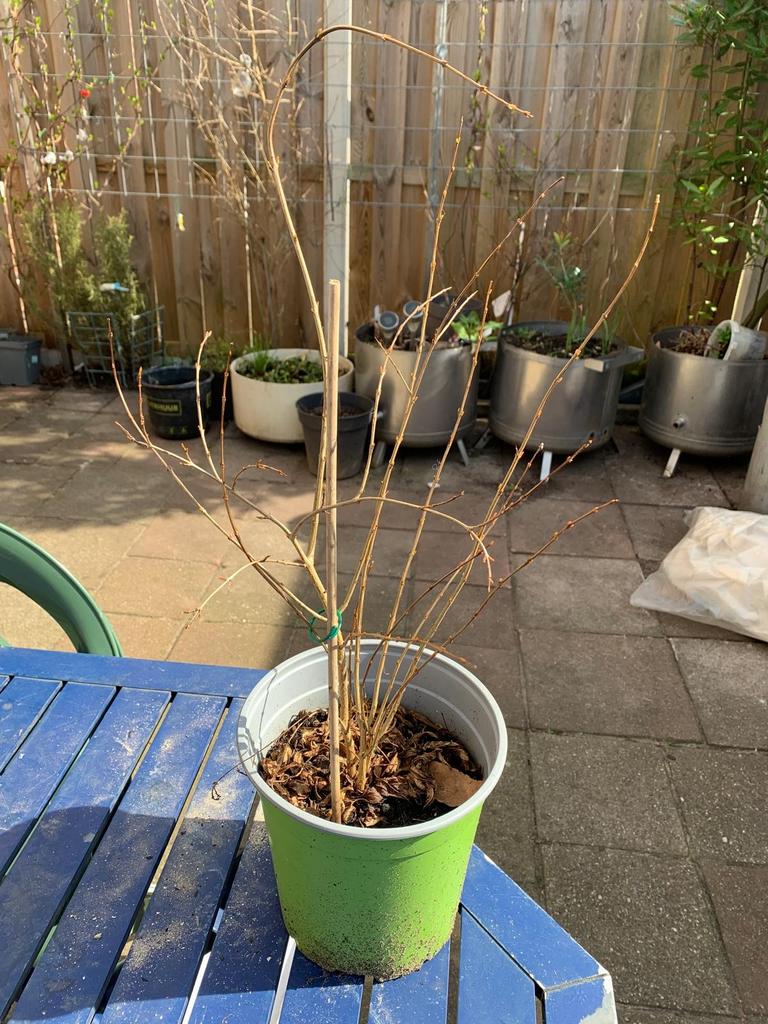 Granaatappel plant, Ophalen, Volle zon, Vaste plant, Zomer