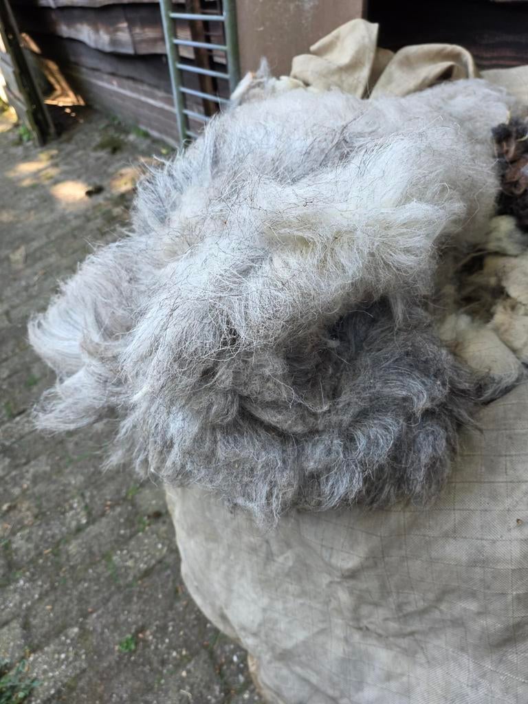 Grijze en bruine grote herdwick vachten, Dieren en Toebehoren, Schapen, Geiten en Varkens, Meerdere dieren, Schaap, 0 tot 2 jaar